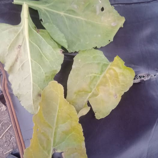 نوع الاصابه والمبيد المستخدم